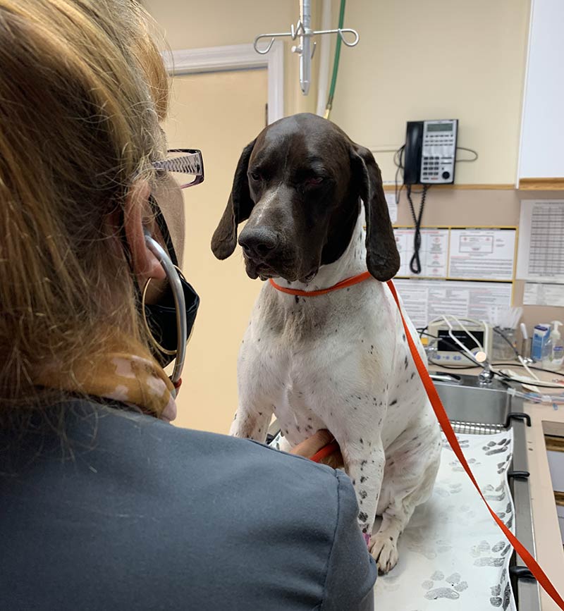 Book Appointment at Barnstable Animal Hospital