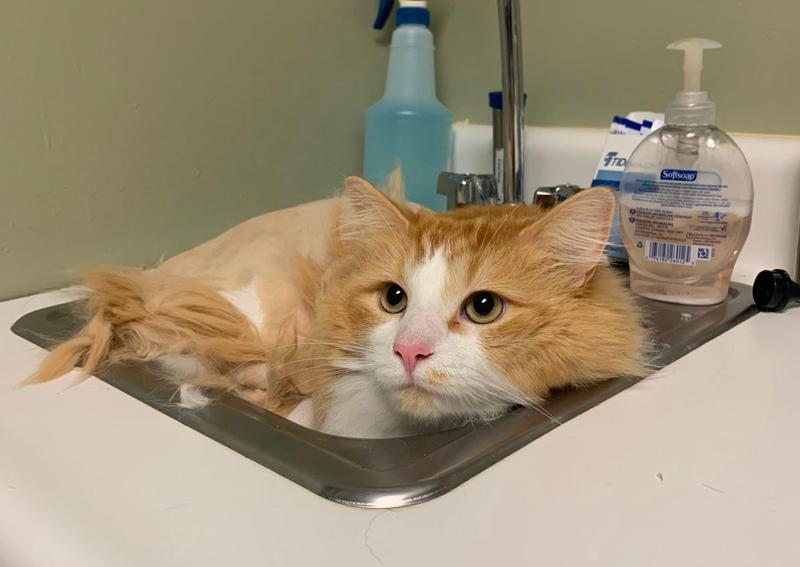 Carousel Slide 6: Cat in sink