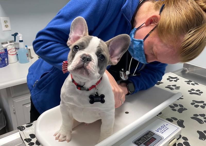 Carousel Slide 5: Hyannis Dog Veterinarian