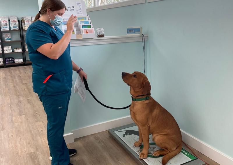 Carousel Slide 8: Hyannis Dog Veterinarian