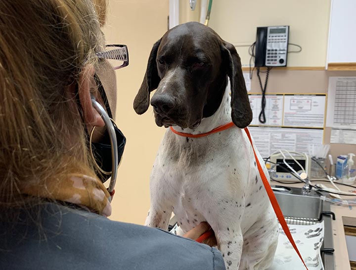 Dog Veterinarian