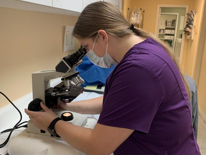 Xrays for Cats & Dogs
