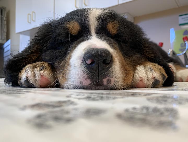 Puppy & Kitten Care 